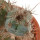 PIERREBRAUNIA BRAUNIORUM, CLONE 2, 3,3 CM, GRAFTED