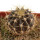 UEBELMANNIA BUININGII RNK 52, 2,3 CM, TROMBA D´ANTA, SEEDLING