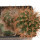 JASMINOCEREUS THOUARSII CLONE 1, 3,2 CM