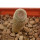 YAVIA CRYPTOCARPA, 3 CM TALL, SEEDLING
