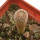 YAVIA CRYPTOCARPA, 2,8 CM TALL, SEEDLING