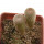YAVIA CRYPTOCARPA, 3,6 + 2,7 CM TALL, 2 x SEEDLINGS