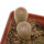 YAVIA CRYPTOCARPA, 3,6 + 2,7 CM TALL, 2 x SEEDLINGS