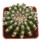 DISCOCACTUS HU 390 X HU 193 X HORSTII, 4,8 CM, SEEDLING