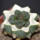 ARIOCARPUS fissuratus cv. Godzilla, grafted plant