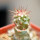FEROCACTUS lindsayi GM 1310, El Jaraguay, BC, clone 1, grafted
