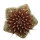 UEBELMANNIA meninensis f. rubra, illustrative photo