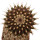 UEBELMANNIA meninensis f. rubra