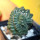 ASTROPHYTUM asterias cv. Kitskukow, grafted