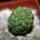 TRICHOCAULON similis, seedling