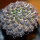 EUPHORBIA gymnocalycioides, grafted