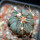 ECHINOCACTUS horizonthalonius, seedling