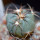 ECHINOCACTUS horizonthalonius, seedling