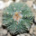 AZTEKIUM ritteri, 2 cm, 5 cm pot, SEEDLING