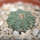AZTEKIUM ritteri, 2,1 cm, 5 cm pot, SEEDLING