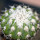 DISCOCACTUS placentiformis aff. RNK 108, it grows with U. eriocactoides RNK 99, Serra do Espinhaco, 