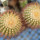 UEBELMANNIA pectinifera aff. f. nova  RNK 97, Parque Nacional das Sempre Vivas, Mg., Brasil