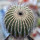 UEBELMANNIA pectinifera var. crebrispina RNK 69, nov. prov., seedling
