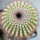 UEBELMANNIA pectinifera aff. f. nova RNK 105, first time offered !