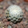 MAMMILLARIA breviplumosa GCG 12500, Mapimi, Dgo. Mex., seedling