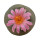 LOPHOPHORA williamsii var. fricii, illustrative photo
