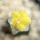 AZTEKIUM valdezii f. aurea spiralis GCG 10893, grafted
