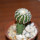 DISCOCACTUS horstii, 2,9 cm grafted SEEDLING