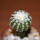 DISCOCACTUS horstii, 2,9 cm grafted SEEDLING