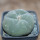 LOPHOPHORA diffusa var. swobodaiana JJH 0010296, Intronque, 5 cm pot