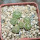 STROMBOCACTUS disciformis ssp. esperanzae VM 291, Xichu, 5 cm pot, 6 x SEEDLINGS