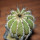 UEBELMANNIA pectinifera var. pseudopectinifera RNK 39, Trinta Réis, SEEDLING