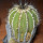 UEBELMANNIA pectinifera var. pseudopectinifera RNK 39, Trinta Réis, SEEDLING