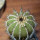UEBELMANNIA pectinifera var. pseudopectinifera RNK 39, Trinta Réis, SEEDLING