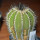 UEBELMANNIA pectinifera var. pseudopectinifera RNK 39, Trinta Réis, SEEDLING