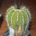 UEBELMANNIA pectinifera var. pseudopectinifera RNK 39, Trinta Réis, SEEDLING