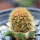 BRACHYCEREUS nesioticus clone P4, 2 cm, grafted offset
