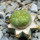 LOPHOPHORA alberto-vojtechii f. cristate, 2 cm