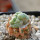 LOPHOPHORA alberto-vojtechii f. cristata, grafted