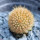 BRACHYCEREUS nesioticus clone P3, 2 cm, grafted ass