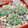 AZTEKIUM ritteri f. intercostatum GCG 10888, 3 pcs., 1,6 - 1,7 cm, 5 cm pot, SEEDLINGS