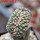 GYMNOCALYCIUM spegazzinii var. unguispinum SL 44b f. cristate, grafted SEEDLING