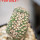 GYMNOCALYCIUM spegazzinii var. unguispinum SL 44b f. cristate, grafted SEEDLING