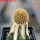 BRACHYCEREUS nesioticus clone P1, 7 cm pot, grafted
