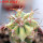 ECHINOCACTUS parryi f. variegate