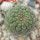 TRICHOCAULON similis, 5 cm pot, seedling