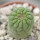 TRICHOCAULON similis, 5 cm pot, seedling