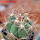 ECHINOCACTUS horizonthalonius var. nicholii, Vekol Mts., Pinal Co., grafted seedling