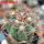 ECHINOCACTUS horizonthalonius var. nicholii, Vekol Mts., Pinal Co., grafted seedling