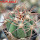 ECHINOCACTUS horizonthalonius var. nicholii, Vekol Mts., Pinal Co., grafted seedling