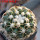 DISCOCACTUS petr-halfari MH 725, SEEDLING